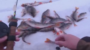 Ловля окуня в январе. Новая камера ERCHANG F431B опробована !!