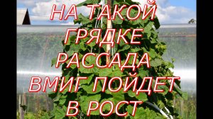 Высаживаю рассаду огурцов на теплую грядку