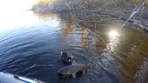 подводная охота( Осенние сазаны 2018г)