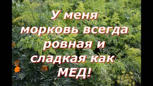 важная подкормка моркови