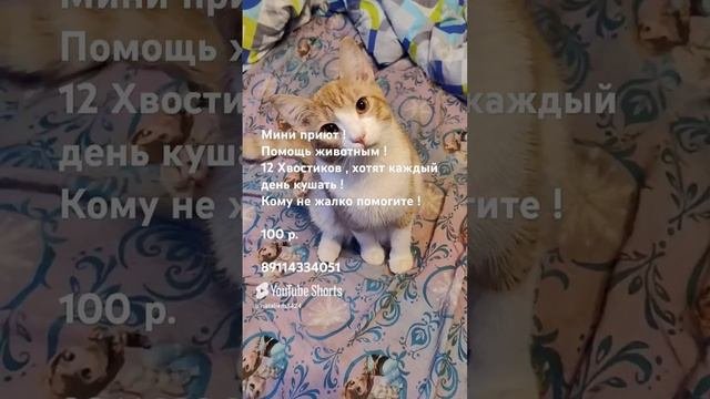 Помогите пожалуйста ,  нашему мини приюту  ! 12 Хвостиков !  #Cat's # помощьживотным # коты # собаки