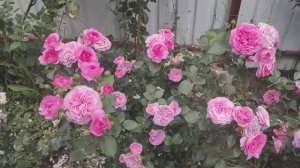 Удивляюсь-СКОЛЬКО СОРТОВ ПОПАЛИ ПОД СЪЁМКУ 😍(июнь)Нравится-не нравится. Цветущий забор👋👋👋