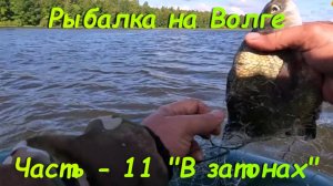 Рыбалка на Волге. Часть - 11 "В затонах".