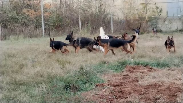 Баларис оптом: попробуй посчитай!