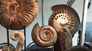 11.10.2024 Серия-2 Выставка Гемма палеонтология. Мы тоже сможем найти такие окаменелости