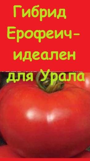 Тем, кто много консервирует томатов - ОТЛИЧНЫЙ НЕКРУПНЫЙ ГИБРИД, усыпанный плодами!