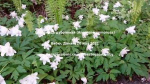 Ветреница дубравная (Anemone nemorosa), Орхус, Дания.