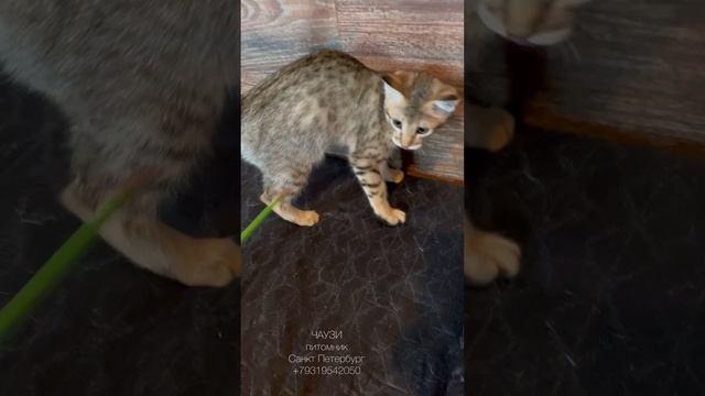 Девочка Чаузи Ф2