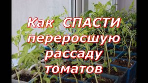 Спасаю переросшую рассаду томатов