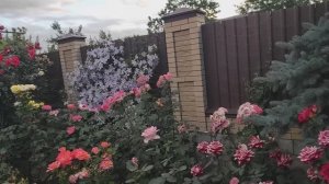 Розы. Как получаются широкие кусты_Делюсь опытом выращивания роз👋👋👋