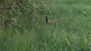 фазан зашёл вгости