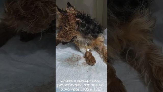 Прикорневое резорбтивное поражение зубов у Микки🐶