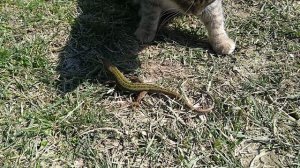 вы пошто животинку тираните?