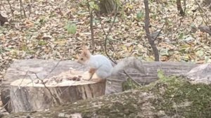 Белочка . Ростов . Роща СКА