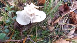 Грибы Вешенки белые девичьи. По грибы