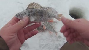 ЗДОРОВЫЕ ГОРБАЧИ ПОДВОДНОГО ЛЕСА. КАМЕРУ В ЛУНКУ, А ИХ ЦЕЛАЯ СТАЯ СТОИТ. ЩА БУДУ ЛОВИТЬ