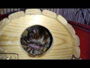 Мышиный каннибализм