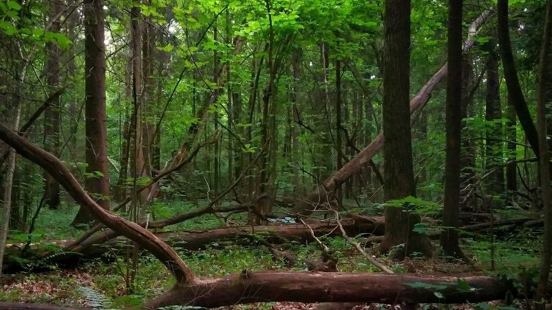 Троицкий лес🌲