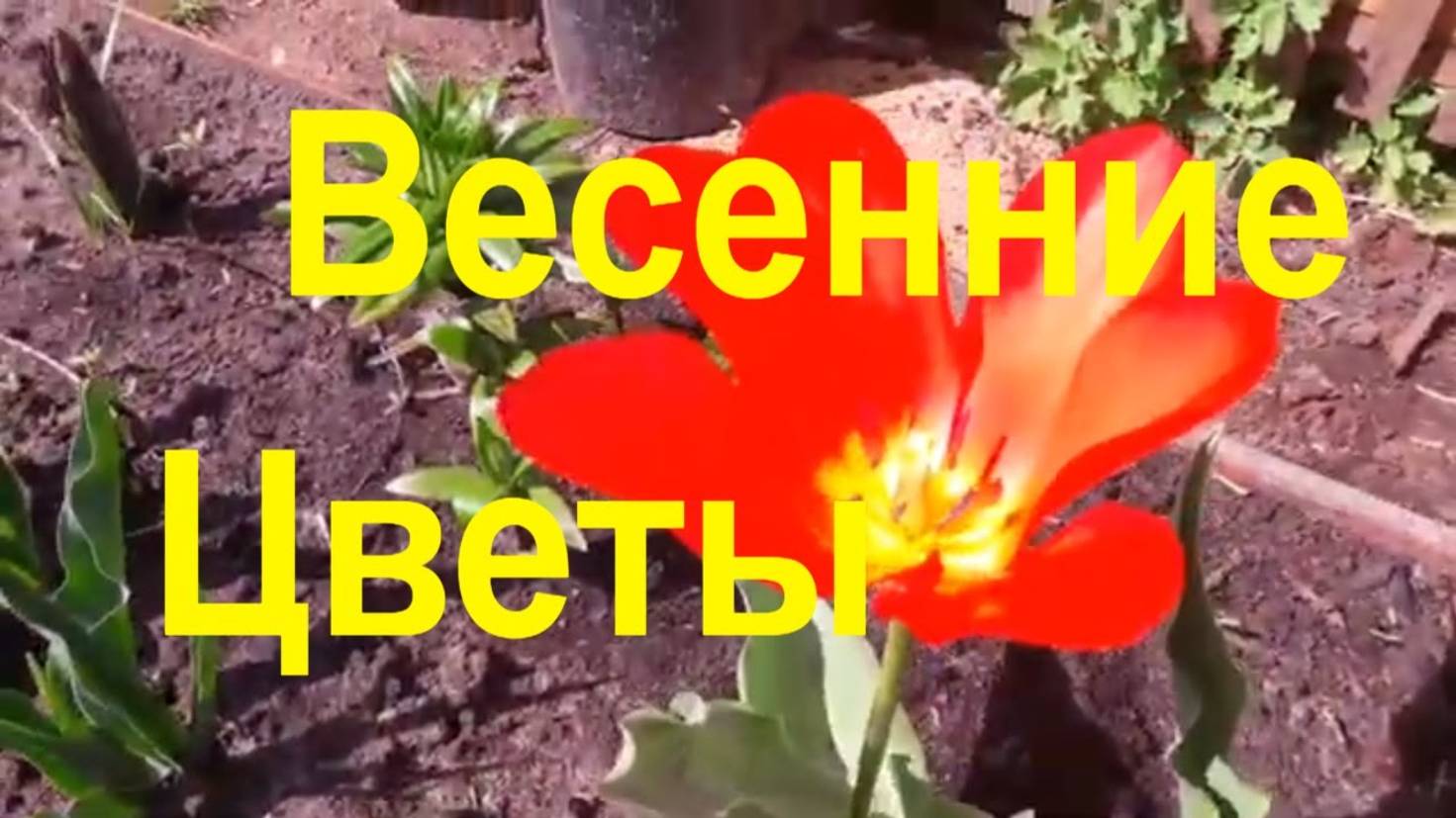 Весенние цветы на огород Цветочная красота