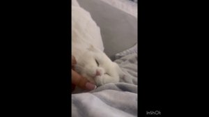 Наша кошечка сново мама