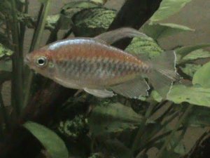 Березовая Акара, Конго и стайка огненных Барбусов