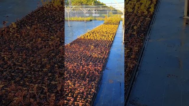 Торговая площадка в нашем питомнике. смотреть онлайн