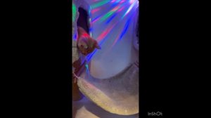 Какие становятся наши детки . Котенок превратился в шикарного кота