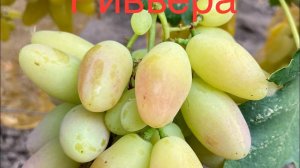 Обзор малой части виноградника. Состояние прививок. Виноград Сарацин, Акварель, Раечка, Ямайка тд