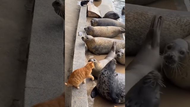 недовольный кот