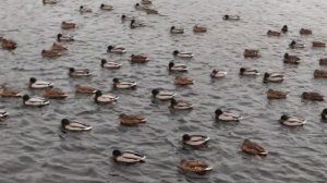 Клязьминское водохранилище. Начало зимы. Зимняя прогулка. Мысли в слух.