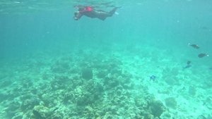 Плавание с акулами, Мальдивы