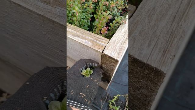 Брусника без пересорта!!! смотреть онлайн