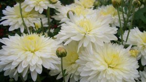 влог.домашние дела.дрожжевые оладьи.Псковская жизнь