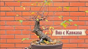 Вяз с Кавказа - куропатка / посмотрим на новый скелет дерева