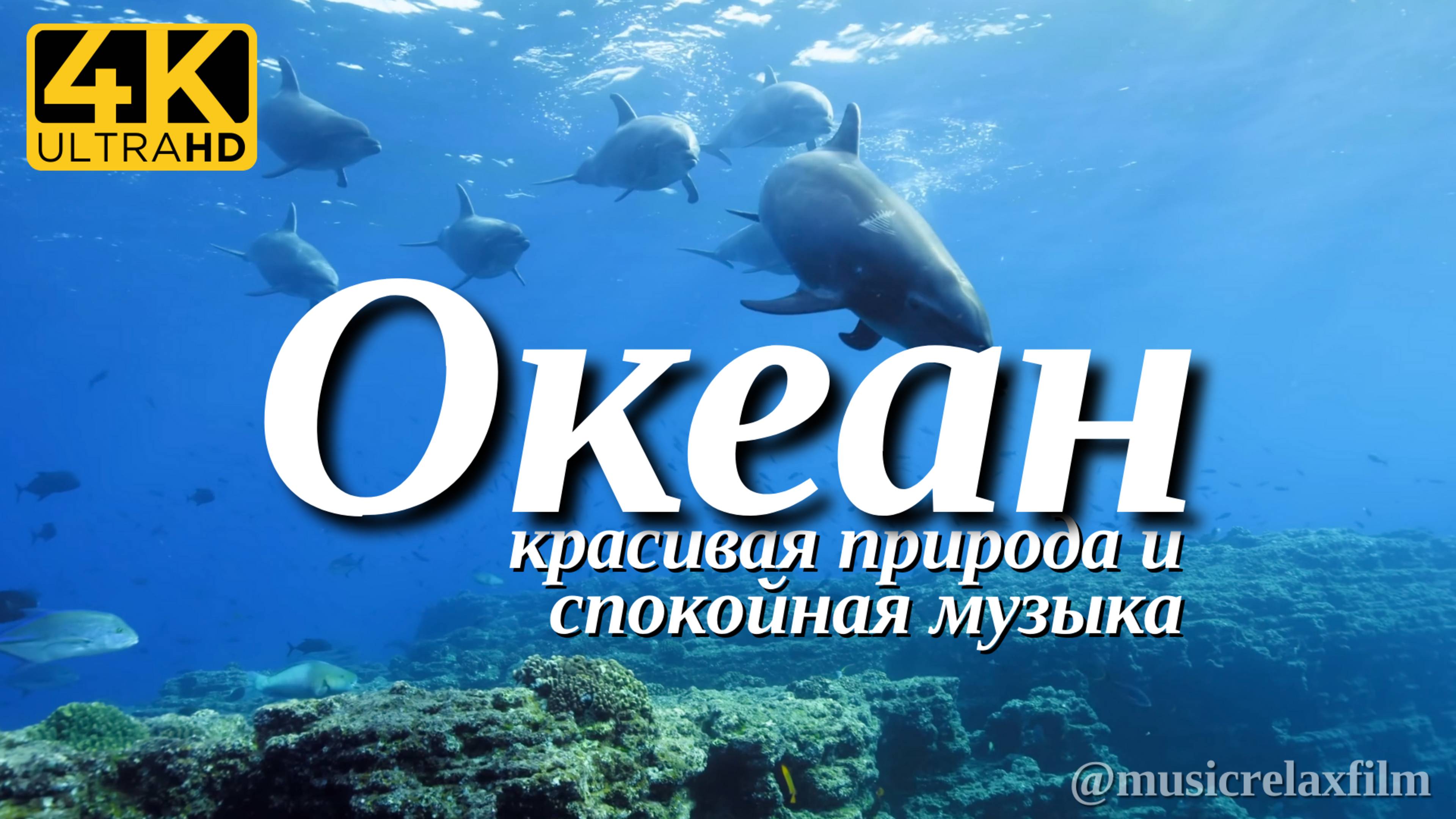 4К Мир животных в Океане -17- Видео о дикой природе с успокаивающей Музыкой