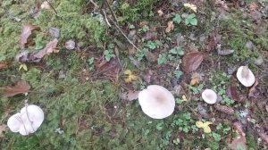 Грибы рядовки - говорушки серые.