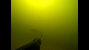 Подводная охота на Белого Амура Волга 22.09.2018 ( Саратов)