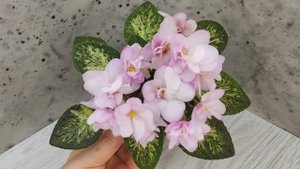 Фиалка Hand Picked