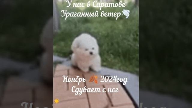 Ураганный ветер🌪️ бушует погода 24.11.24 Саратов