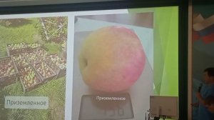 О яблонях и других плодовых культурах в питомнике "Сад Александровых" с. Голуметь.