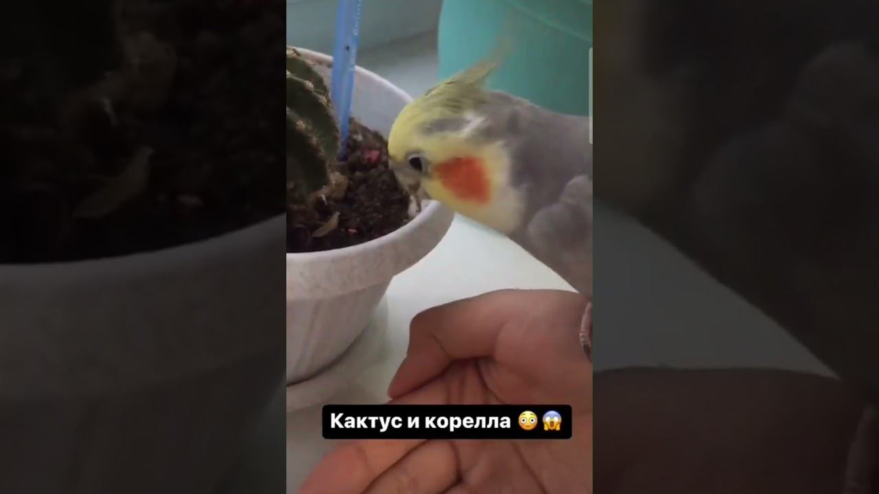 смелый попугай 😁                  #корелла #любимыйпитомец #cute #cockatiel #pet #littlebird