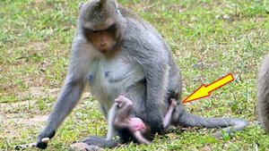 Sad baby Adler ran hold his mother for milk but she reject and sat on his head to block milk