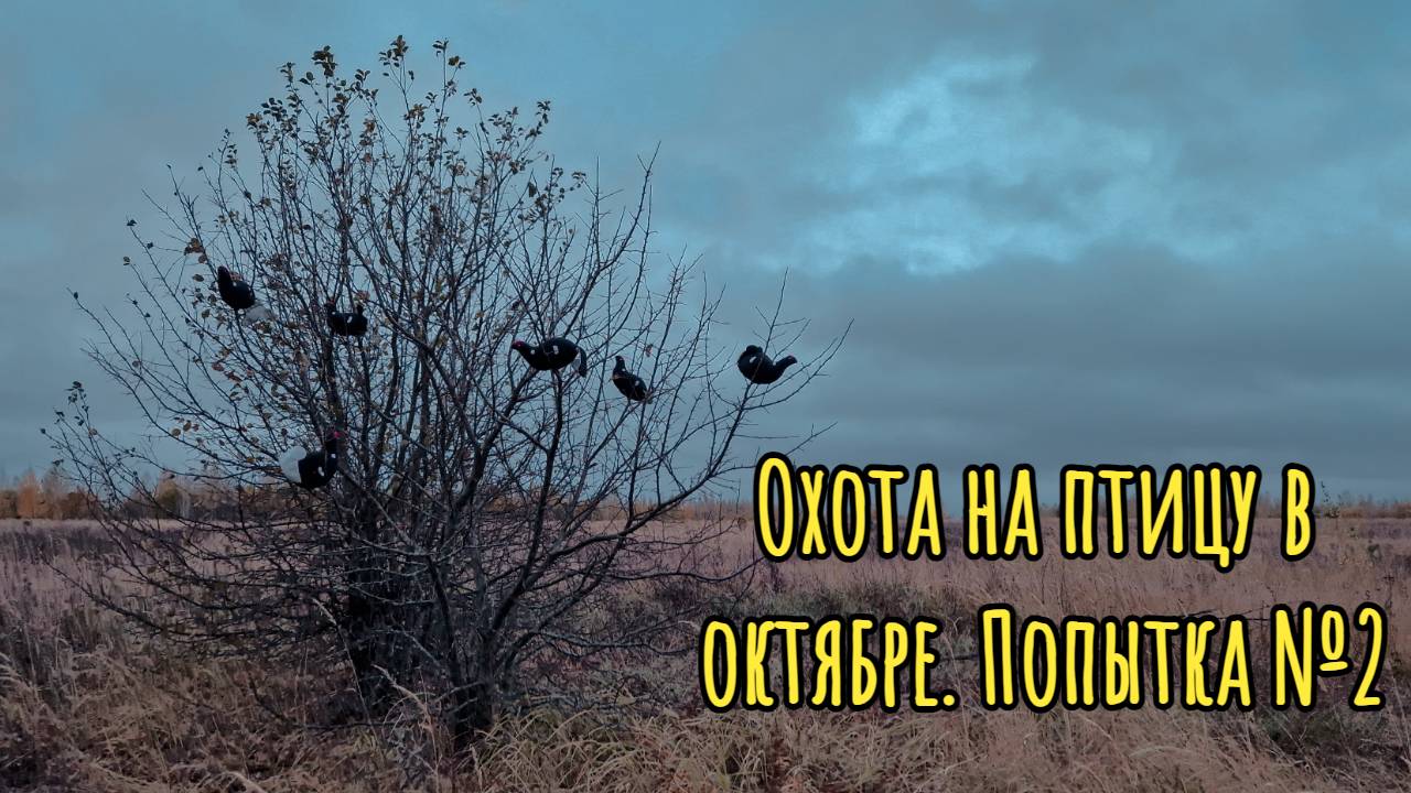 Охота на птицу в октябре. Попытка №2. 2023 год.