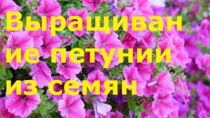 Выращивание петунии из семян