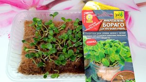 Выращивание микрозелени Бораго (огуречная трава)