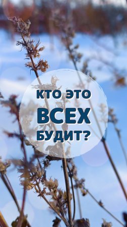 Кто это всех будит? ("Чувствуете? У нас всё есть!")#shorts