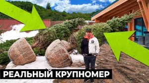 Крупные деревья для участка. Красиво, дорого и сложно