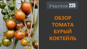 Томат Бурый коктейль. Сладкий, но сырой!