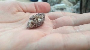 Удивительный мир морской улитки