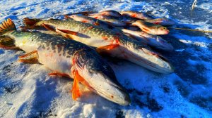 первый лед 2024-2025 ИНСПЕКЦИЯ ШМОНАЕТ ВСЕХ! рыбалка на жерлицы